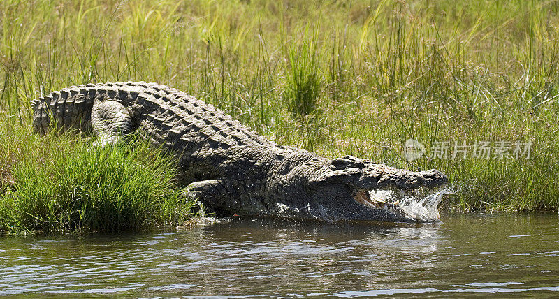 Crocodile splash